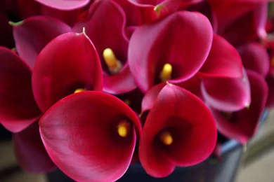 The Calla Lily, La Calla.