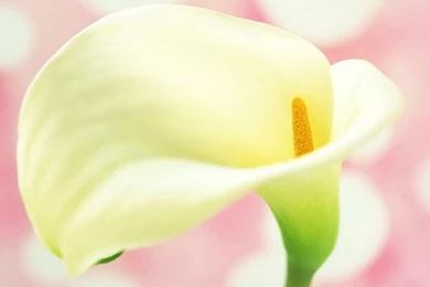 A Symbol Of The Pure And Sincere Calla Lilies Wallpapers 6 ...