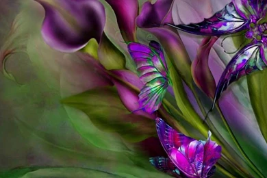 Calla Lilies And Butterflies   (