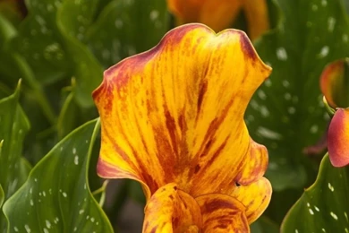 Download Wallpapers 750x1334 Calla Lilies, Flowers, Colorful ...