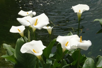 Calla Lilies Wallpapers