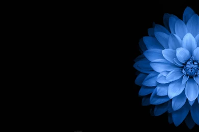 Flowers, Blue, Black, Dark Wallpapers HD / Desktop And Mobile ...