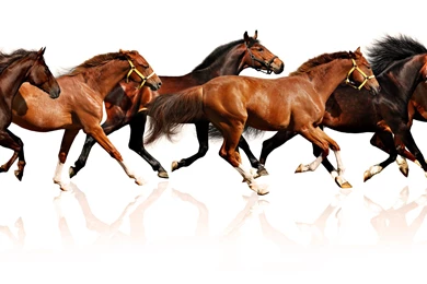 Horse Wallpapers : HD Wallpapers Fuel