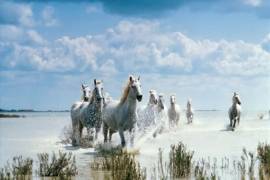 White Horse Wallpapers   Wallpapers Cave