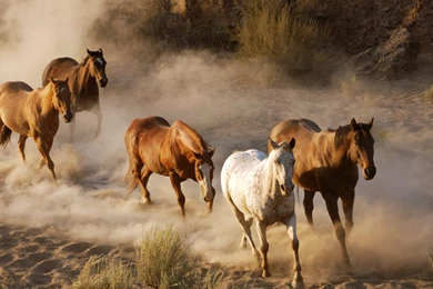 Horses Wallpapers   2