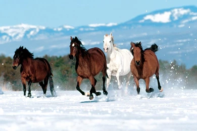 Index Of /scraper/data/alphacoders/Horse Wallpapers Desktop Background