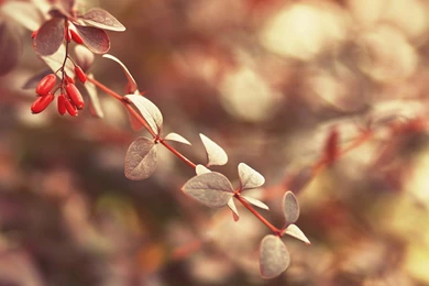 A Fruitful Branch In Clean And Clear Style, Good Looking And Quite ...