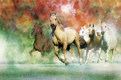 Awesome Animals Horse Wallpapers