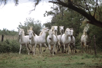 White Horse Pictures Wallpapers