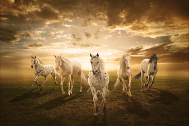 White Horses   (