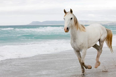 Horse Wallpapers   Uwallo