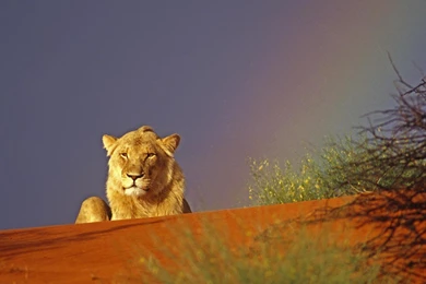 Leon Rainbow Backgrounds >> HD Wallpaper, Get It Now!