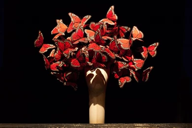 Savage Beauty   Garance Doré