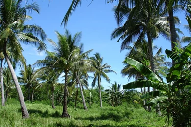 Most Downloaded Wallpapers   Wallpapers High Definition