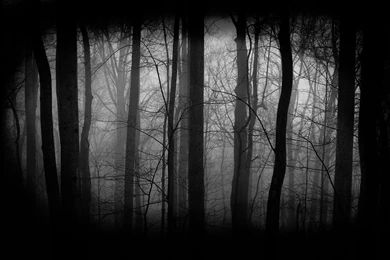 Most Downloaded Dark Forest Wallpapers Full Hd Wallpapers Search ...
