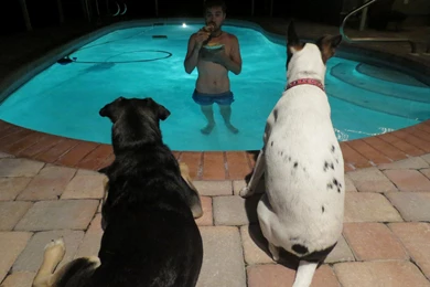 How To Protect Your Pizza : Pikdit