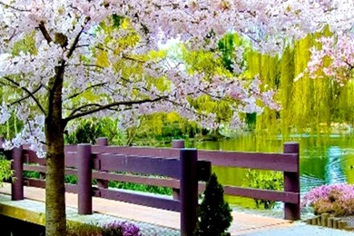 Most Beautiful Nature Wallpapers For Mobile 1.jpg