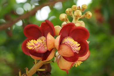 Most Beautiful Flowers Wallpapers   Wallpapers High Definition