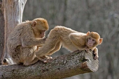 Funny Animals Wallpapers 9507 Hd Wallpapers. Animals Funny ...