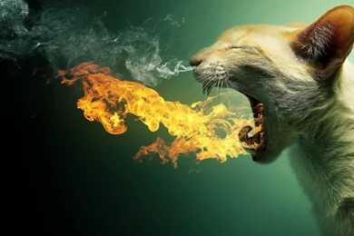 Funny HD Wallpapers, Images, Pictures And Photos Free Download ...