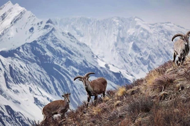 Beautiful Nepal Wallpapers!   Android Apps On Google Play