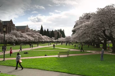 University Of Washington Cherry Trees YouTube