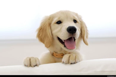Golden Retriever Wallpapers   Wallpapers Cave
