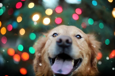 Golden Retriever Wallpapers HD Download