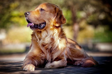 Golden Retriever Dog : Temperament, Exercise And Pictures ...