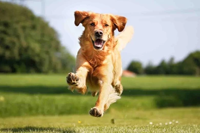 Golden Retriever Wallpapers   Android Apps On Google Play