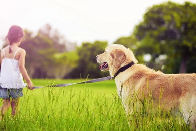 Desktop Hd Images Of A Golden Retriever Dog