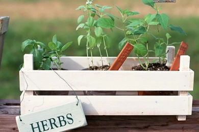 Family Garden   Backyard Gardening Wallpapers 1024x768 NO.4 Desktop ...