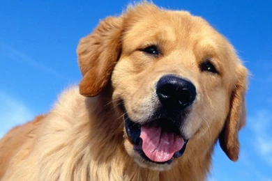 Animals Dogs Golden Retriever Wallpapers