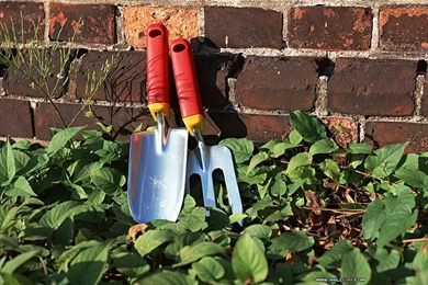 Family Garden   Backyard Gardening Wallpapers   Wallcoo.net