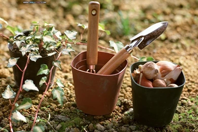 Family Garden   Backyard Gardening Wallpapers 1024x768 NO.17 ...