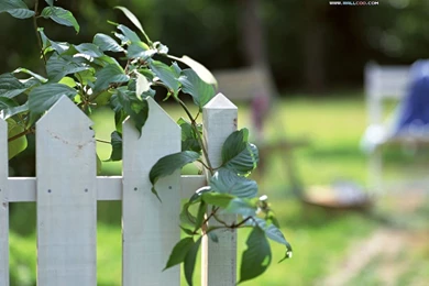 Family Garden   Backyard Gardening Wallpapers 1024x768 NO.6 Desktop ...