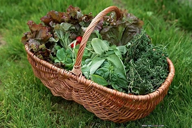 Garden Design Pictures   Backyard Garden Wallpapers30   Wallcoo.net