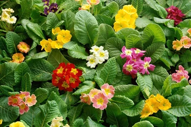 Beautiful Gardening Flower High Resolution Wallpapers Download ...