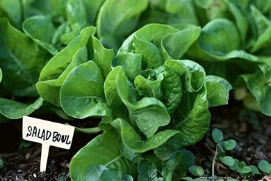 Family Garden   Backyard Gardening Wallpapers   Wallcoo.net