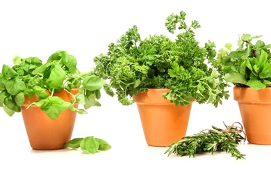 Bonsai 6957   Gardening   Flowers