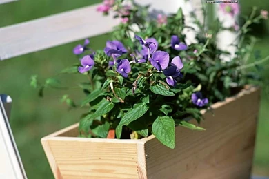 Garden Design Pictures   Backyard Garden Wallpapers4   Wallcoo.net