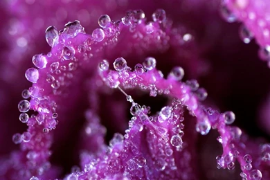 Wallpapers Flowers New HD Wallpapers Desktop Wallpapers ...