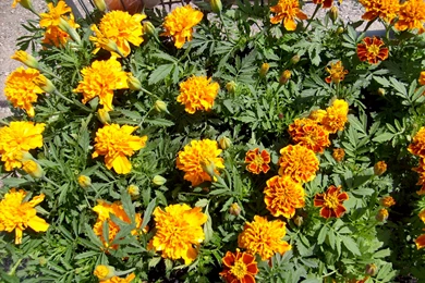 Spring Flowers   Gardening Wallpapers (1417289)   Fanpop