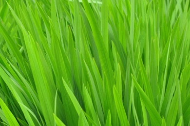 Beautiful Grass Green Wallpapers By Real Live Lover Dldvr ...