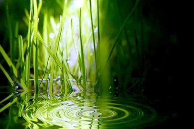 Green Grass Live Wallpapers   YouTube