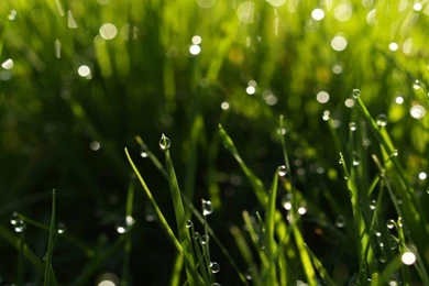 Beautiful Rain Drops On Green Grass Live Wallpapers Free Download