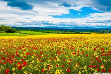 Flowers: Flower Field Spring Flowers Poppies Fields Blue Sky ...