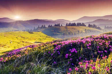 Download Hills Flowers Field Nature Landscape HD Wallpapers