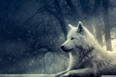 White Wolf Painting HD Desktop Wallpapers : Widescreen : High ...