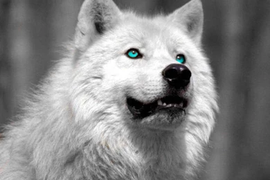 White Wolf Wallpapers   Images   Tbwnz.com